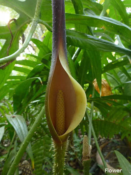 Theo đông y, cây chóc gai có công dụng đặc biệt tốt đối với việc bổ xung canxi bị thiếu hụt cho trẻ nhỏ. Ảnh: Topsy.