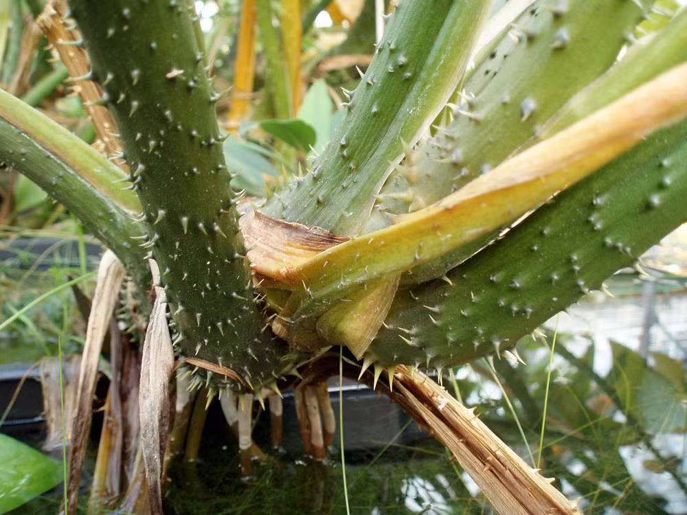 Trên đây là một số bài thuốc từ cây chóc gai mà mọi người có thể áp dụng linh hoạt trong cuộc sống hằng ngày. Tuy nhiên, cần lưu ý lựa chọn và tìm hiểu thật kĩ hình dáng, nhận dạng vị thuốc vì loại cây này thường khá giống với một số vị thuốc khác nhất là thổ phục linh. (Thông tin trong bài mang tính chất tham khảo vui lòng hỏi ý kiến bác sĩ khi sử dụng). Ảnh: Blog cây thuốc.