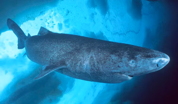 Cận cảnh cá mập kỳ dị nhất thế giới Can canh ca map ky di nhat the gioi