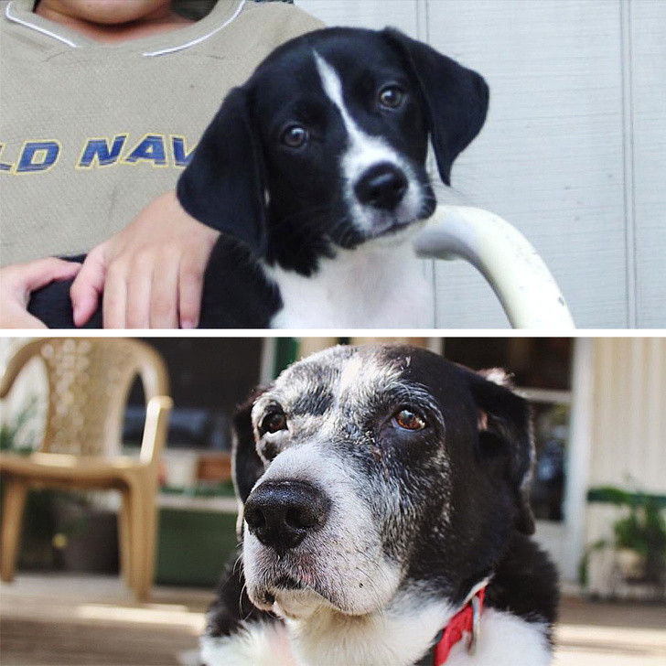 Chú chó khi 1 tuổi (ảnh trên) và 17 tuổi (ảnh dưới).