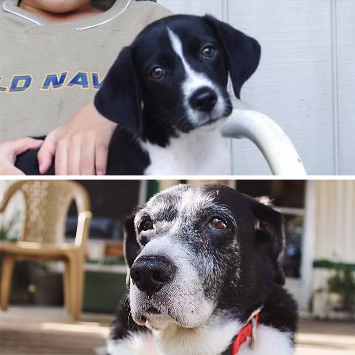 Chú chó khi 1 tuổi (ảnh trên) và 17 tuổi (ảnh dưới).