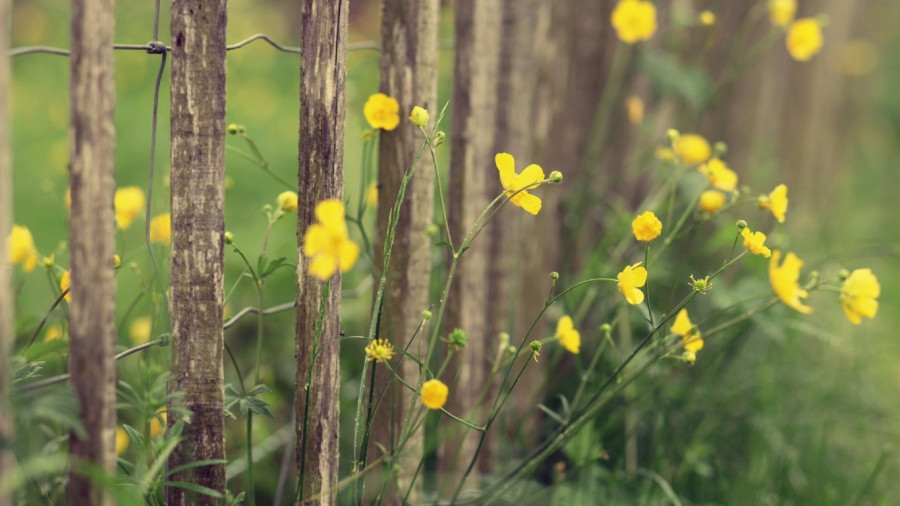 Tu vi thu hai cua 12 cung hoang dao: Su Tu de mac sai lam, Kim Nguu nhieu viec