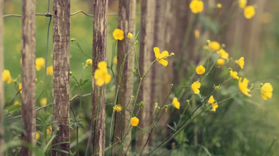 Tu vi thu hai cua 12 cung hoang dao: Su Tu de mac sai lam, Kim Nguu nhieu viec