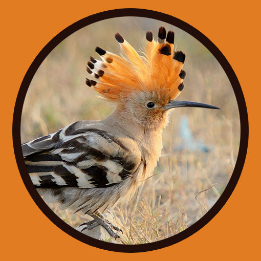 Loài chim Hoopoe (Upupa) là quốc điểu của đất nước Israel. Ảnh: FS.