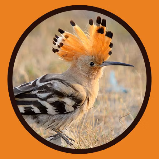 Su that it nguoi biet ve dat nuoc Israel-Hinh-6