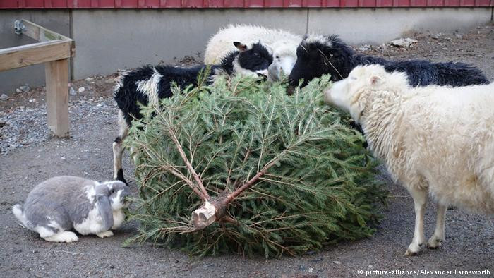 Tại Thụy Điển và Phần Lan, Ngày St.Knut được kỷ niệm vào ngày 13/1 để vinh danh vị Thánh bảo trợ của Đan Mạch. Vào ngày này, trẻ nhỏ thường bỏ các đồ trang trí khỏi cây thông Noel và được tặng kẹo.