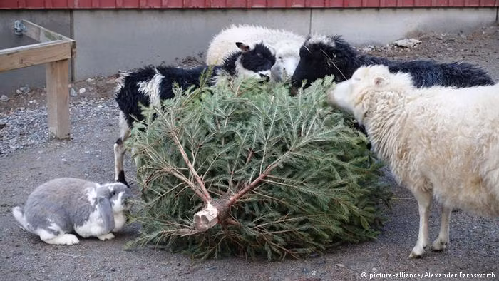 Bat ngo truyen thong cua nguoi Chau Au trong thang dau nam moi-Hinh-6