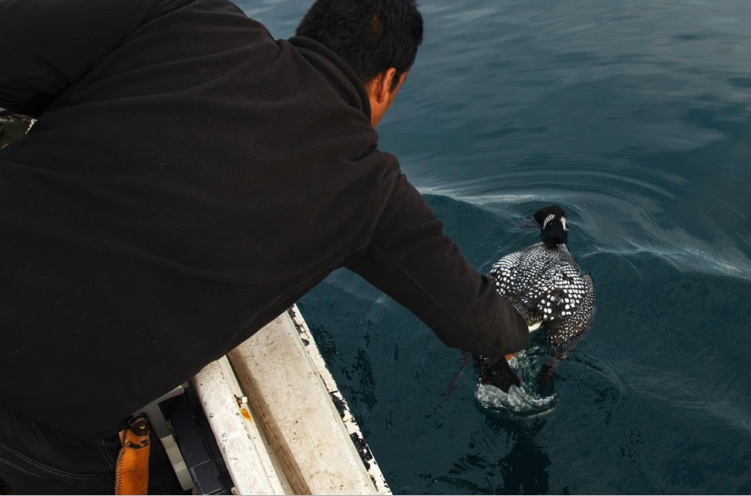 Thị trấn Tasiilaq hiện là nơi sinh sống của khoảng 2.000 người.