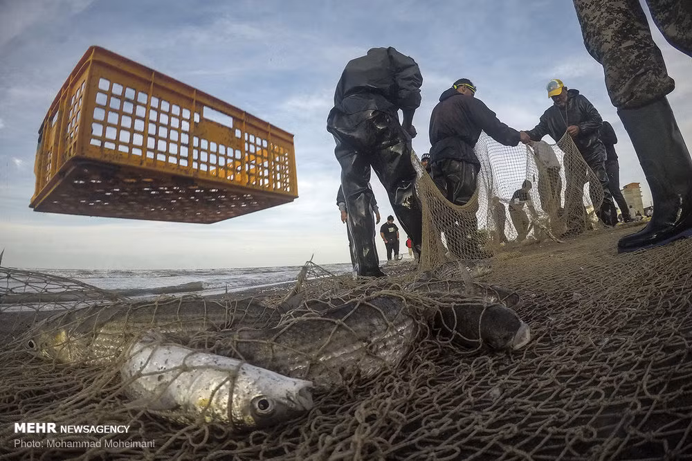 Người dân Iran đánh bắt cá tại vùng biển ở Mahmouđaba, tỉnh Mazandaran. Ảnh: Mehrnews.