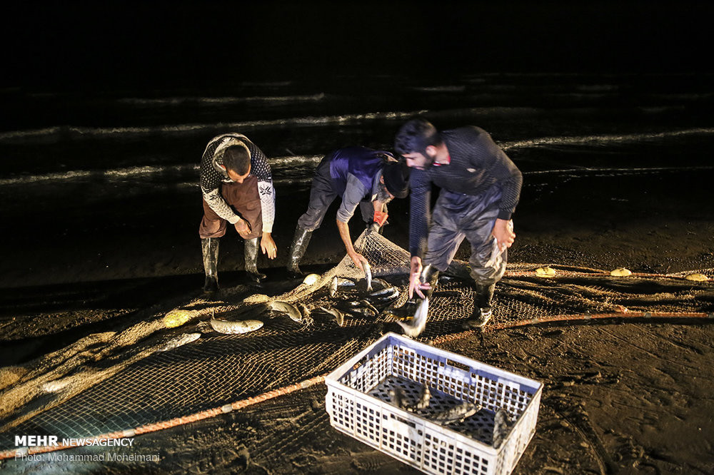 Các ngư dân thu hoạch “chiến lợi phẩm” vào buổi tối. Ảnh: Mehrnews.