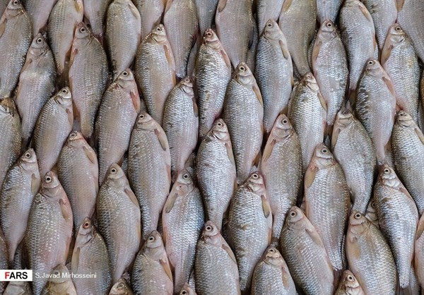 Có thể nói, vùng biển Caspi này đã trở thành nguồn sống của nhiều người dân Iran. FNA.