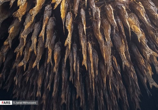 Một số lượng cá được phơi khô sau khi đánh bắt. Ảnh: FNA.