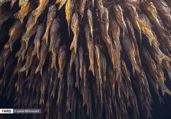 Một số lượng cá được phơi khô sau khi đánh bắt. Ảnh: FNA.