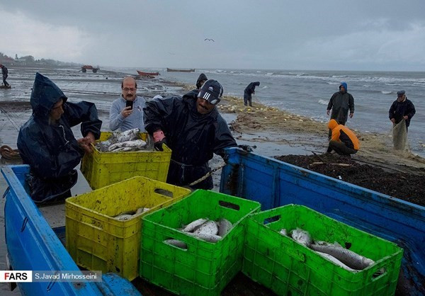 Những con cá tươi được người dân bỏ vào thùng. FNA.