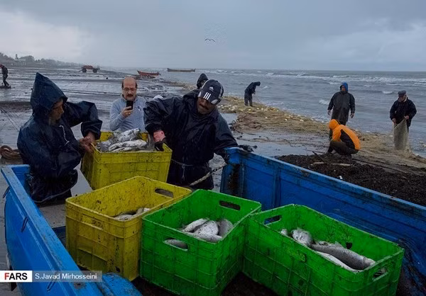 Những con cá tươi được người dân bỏ vào thùng. FNA.