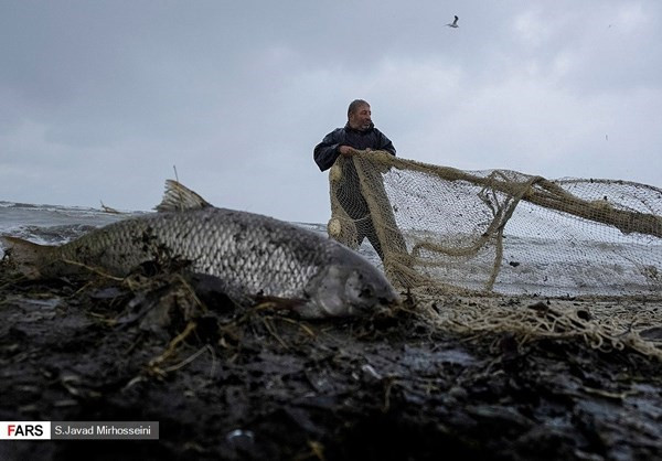 Đánh bắt cá trên biển Caspi đã trở thành nghề truyền thống của người dân Iran tại khu vực này một nghìn năm trước. FNA.