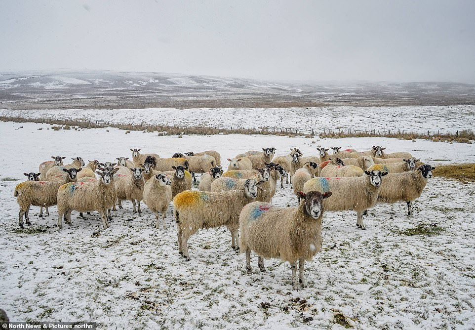 Tuyết phủ trắng xoá trên cánh đồng ở Weardale gần Stanhope tại Durham.