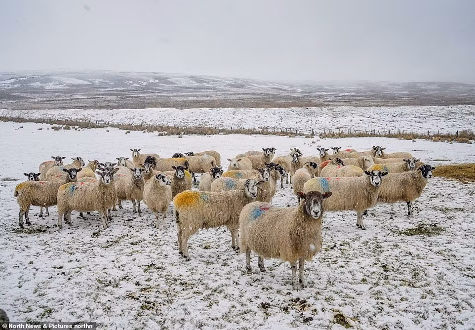 Tuyết phủ trắng xoá trên cánh đồng ở Weardale gần Stanhope tại Durham.