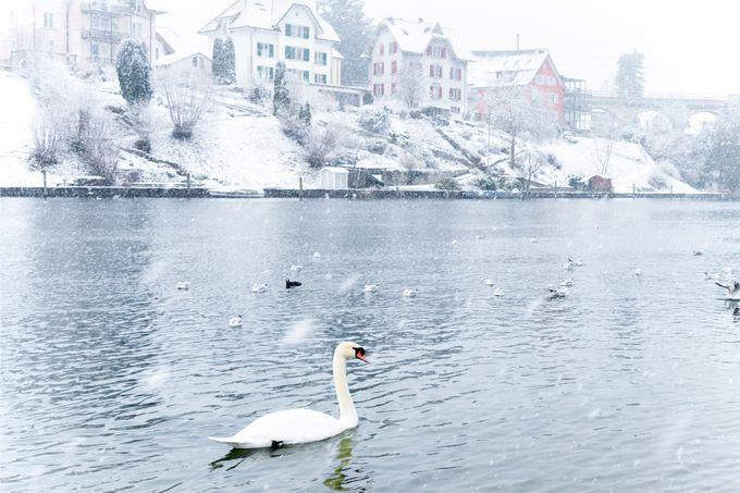 Cảnh vật trắng xóa tại một địa điểm ở Schaffhausen, Thuỵ Sĩ, ngày 5/1. Ảnh: EPA.