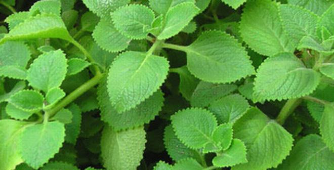 5 loai thao duoc dan gian noi tieng tri ho cho tre-Hinh-2