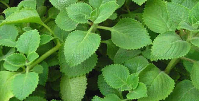 5 loai thao duoc dan gian noi tieng tri ho cho tre-Hinh-2