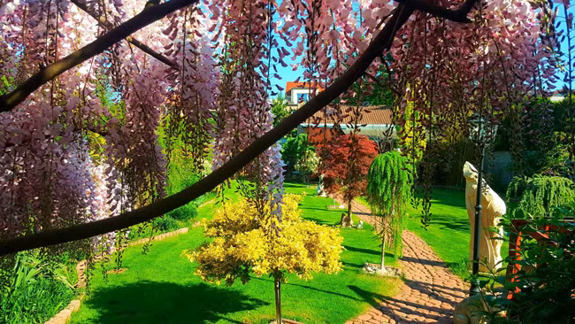 Chị cũng phải thường xuyên tưới tắm và bón cho cây tử đằng loại phân dành riêng cho loại cây hoa leo.