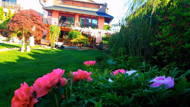 Ngoài cây tử đằng rực rỡ sắc tím hồng, khu vườn tuyệt đẹp của chị còn tràn ngập màu sắc của hoa mẫu đơn, hoa hồng, dạ yến thảo và các loại cây lá sắc màu.