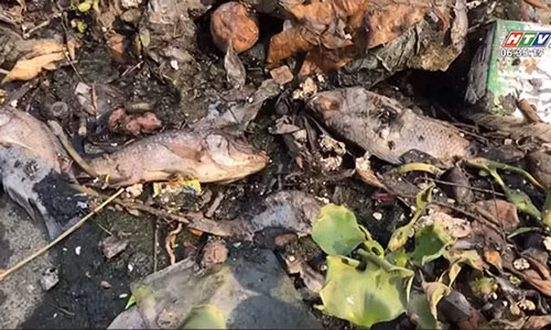 Tinh trang ca chet hang loat o kenh Khe Can, Phu Loc