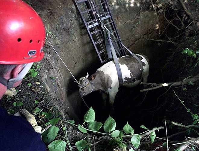 Một con bò đang được nhấc ra khỏi lỗ sâu 5m ở Saint-Saulve gần Valenciennes, miền bắc nước Pháp. Nền đất bị sụt trong lúc hai con bò băng qua một mỏ đá ngầm. (Ảnh: Reuters