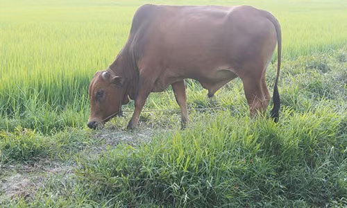 Xet nghiem ADN… cho bo de tim chu