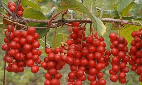 Truoc day chi la qua dai ven duong, gio thanh duoc lieu quy gia