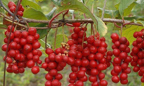 Truoc day chi la qua dai ven duong, gio thanh duoc lieu quy gia