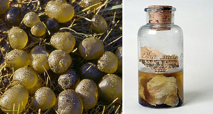 Mưa thịt Kentucky là một sự kiện bí ẩn xảy ra năm 1876. Một số nhà khoa học hứng thú với hiện tượng này thậm chí đã thử loại thịt kỳ lạ này và khẳng định rằng đó là thịt cừu hoặc thịt hươu. Tuy nhiên, nguồn gốc của cơn mưa bất ngờ này đến nay vẫn chưa được lý giải một cách hợp lý./.