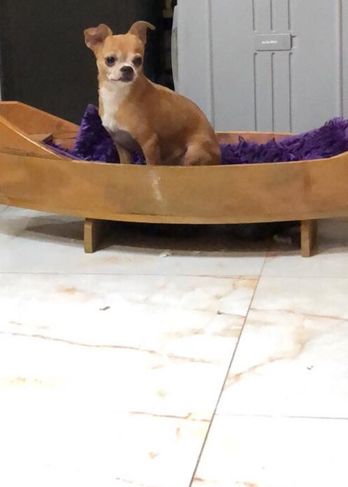 Theo Zing, khi nghệ sĩ Lê Bình bị liệt nửa người, ông đau đáu khi để Lucky thui thủi ở nhà. Ảnh: FBNV