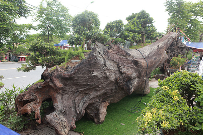 Gốc gỗ lũa sao đen này giá trị vì chiều dài khoảng gần 6,7 mét, nặng 8 tấn, rộng 2,5m và hoàn toàn nguyên khối.