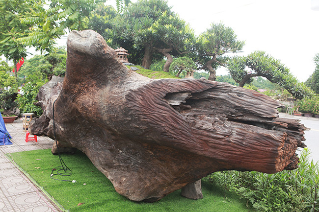 Anh Thịnh cho biết: “Thực sự về năm tuổi bao nhiêu thì tôi không rõ nhưng để có được kích thước đó và nặng gần 8 tấn thì phải mất khoảng nghìn năm”.