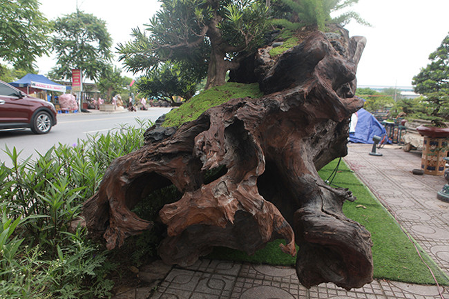 Trên đường đi, xe không được phép chạy nhanh, lại phải liên tục tránh ổ voi ổ gà. Vất vả như vậy, tính thêm cả chi phí thuê cẩu đặt vào hội chợ, anh Thịnh phải bỏ ra tới vài chục triệu đồng để “con cưng” được ra Bắc cho mọi người chiêm ngưỡng.