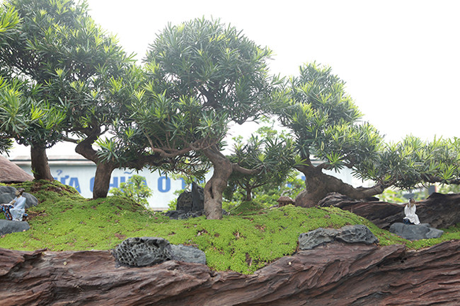 Là một sản phẩm đẹp, có giá trị cao nhưng nhiều dân chơi cây cảnh vẫn nói, giá cây là tùy duyên, không có một mức cụ thể nào, ai cảm thấy phù hợp thì mua.