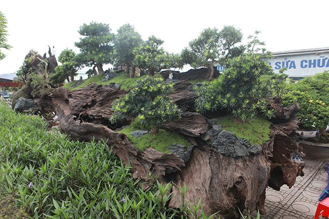 Anh Thịnh cho biết bộ tiểu cảnh gồm 15 cây tùng la hán, cây lớn nhất 65 năm tuổi, cây nhỏ nhất 25 năm tuổi được trồng trên một thân gỗ sao đen liền khối.