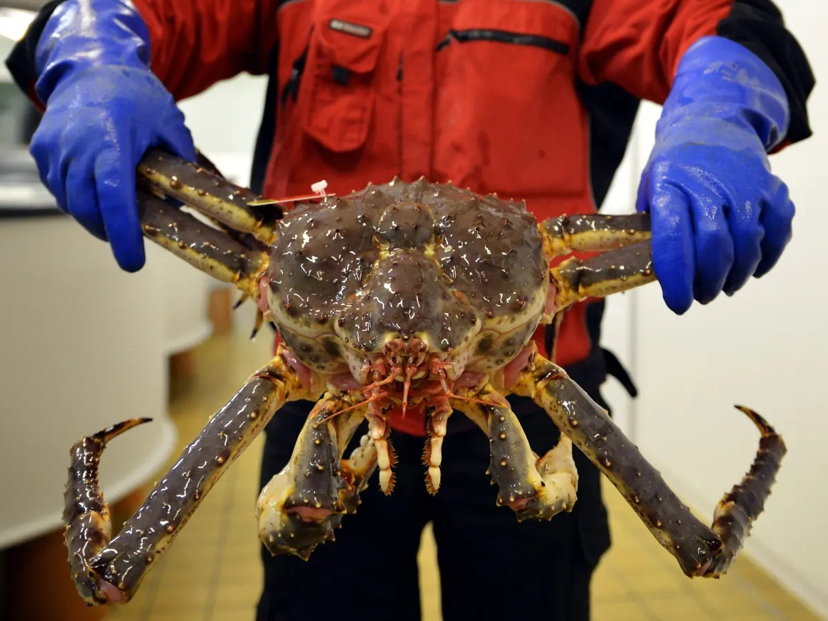  Cua hoàng đế là loài cua ăn được lớn nhất trên thế giới, có thể dài tới 1,5m, chỉ sống ở những vùng biển lạnh, trong khoảng 1-4 độ C, độ sâu khoảng 5-400m. Ảnh: The Guardian