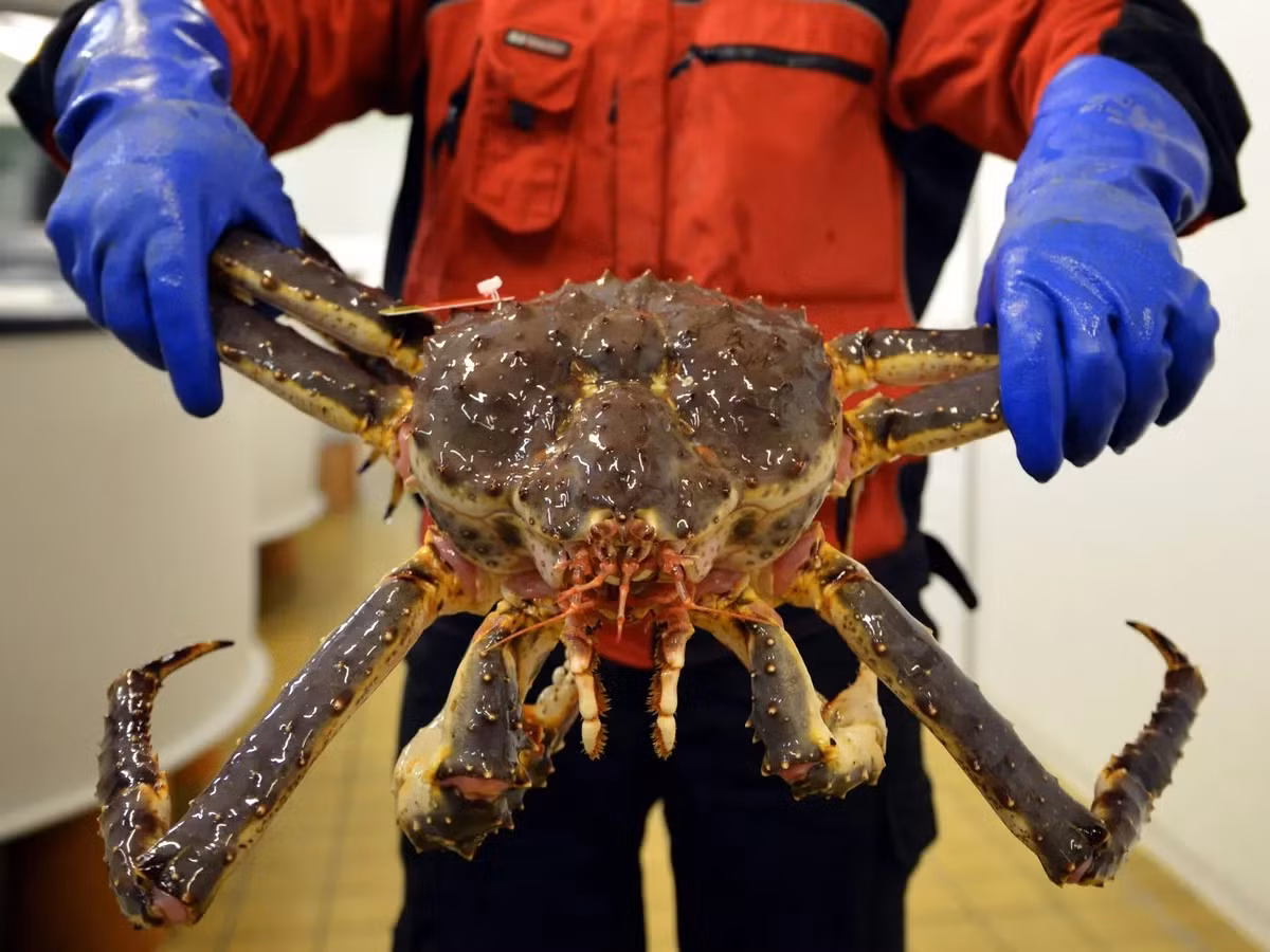  Cua hoàng đế là loài cua ăn được lớn nhất trên thế giới, có thể dài tới 1,5m, chỉ sống ở những vùng biển lạnh, trong khoảng 1-4 độ C, độ sâu khoảng 5-400m. Ảnh: The Guardian