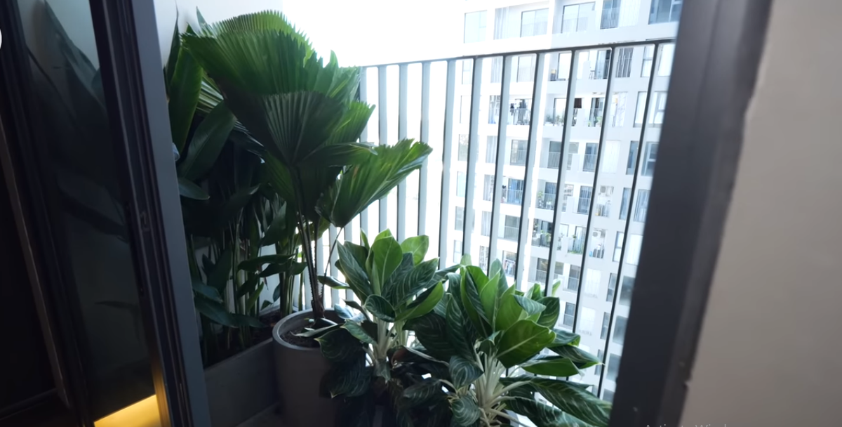 Khoảng xanh ở khu vực ban công tuy nhỏ nhưng rất giá trị trong căn hộ nhỏ của anh chàng độc thân. Nguồn ảnh: chụp màn hình NhaF