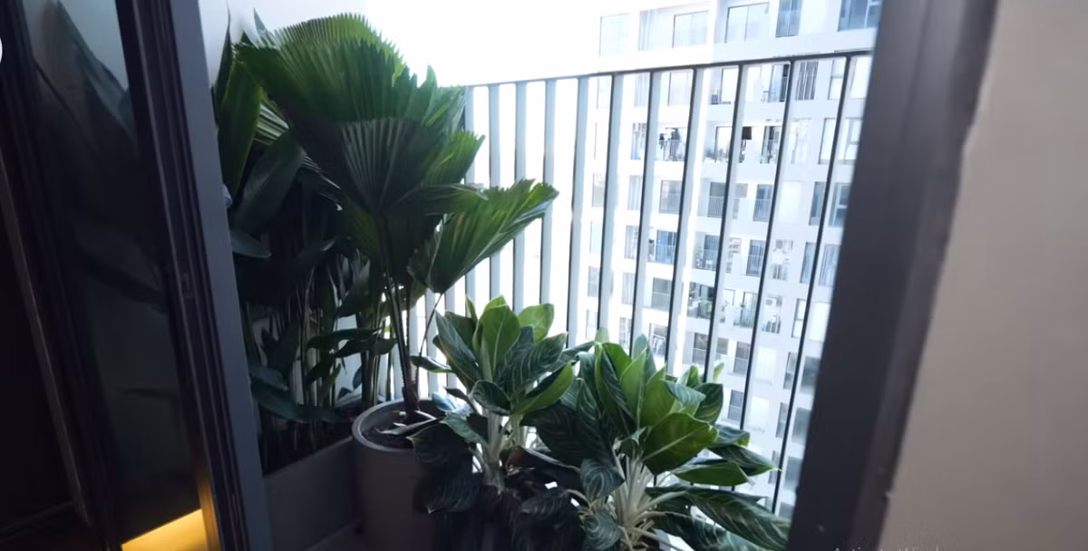 Khoảng xanh ở khu vực ban công tuy nhỏ nhưng rất giá trị trong căn hộ nhỏ của anh chàng độc thân. Nguồn ảnh: chụp màn hình NhaF