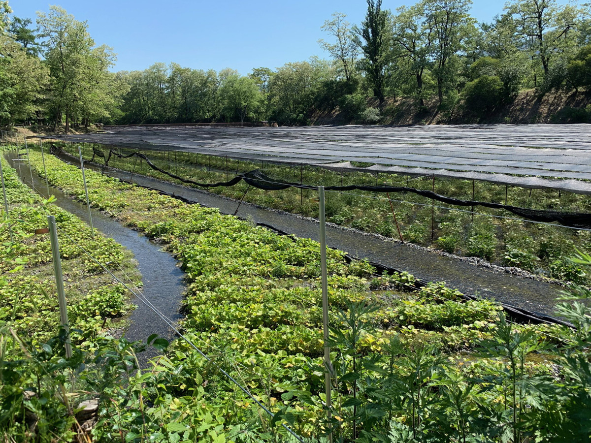 Độ ẩm quá cao cũng có thể cây gặp vấn đề hoặc bị sâu bệnh. Ảnh: Guide Memo