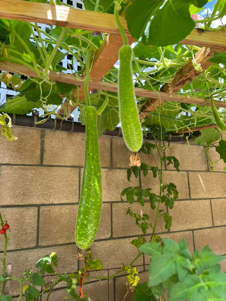 Giàn bầu nhỏ nhưng rất sai quả.