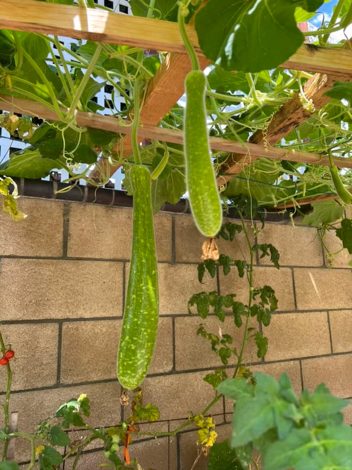 Giàn bầu nhỏ nhưng rất sai quả.