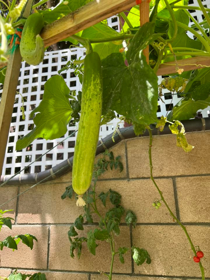 Giàn dưa chuột xanh mướt.