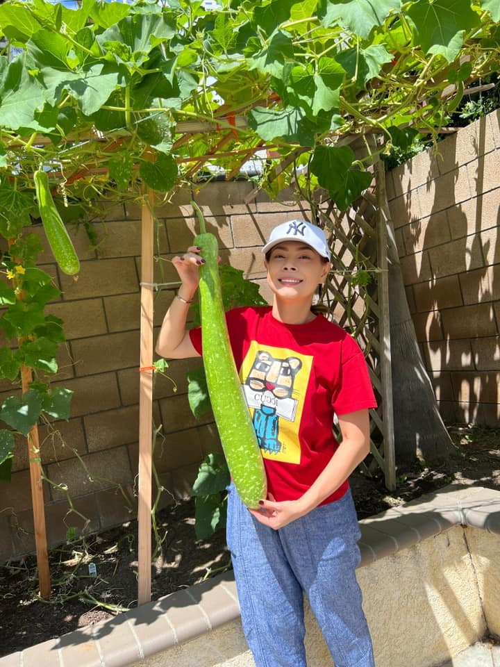 Khi lớn, trái bầu dài tới hơn nửa mét.