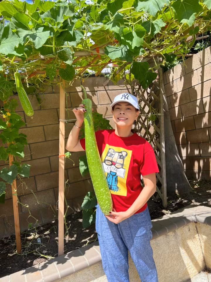 Khi lớn, trái bầu dài tới hơn nửa mét.