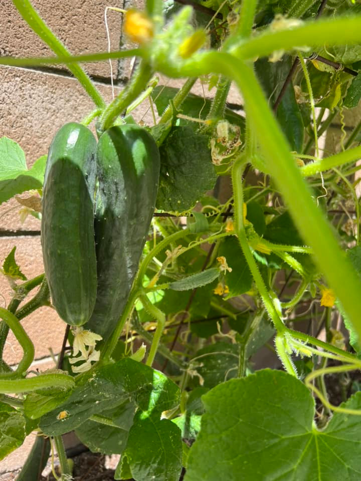 Ngoài bầu, khu vườn của Thanh Thảo còn rất nhiều loại rau quả khác.